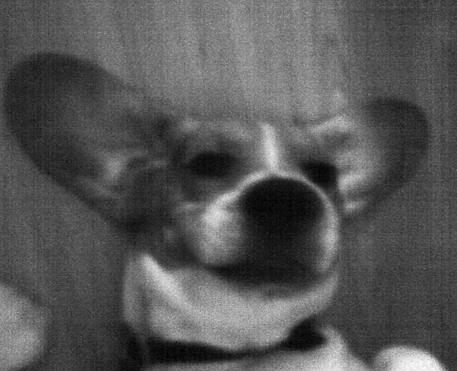 Gabi - Crazy Dog 