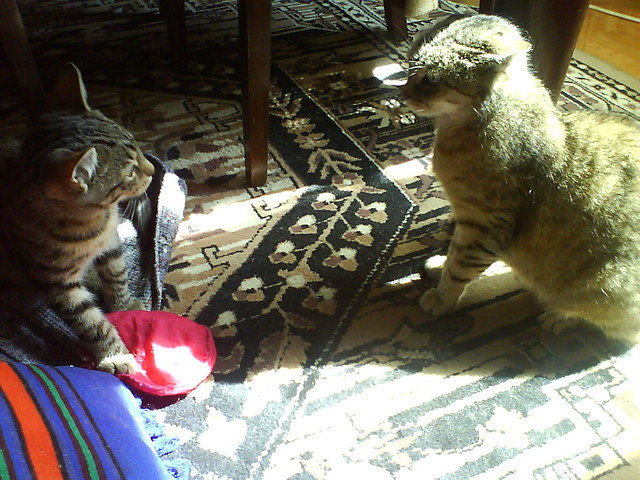 I'll kill you!