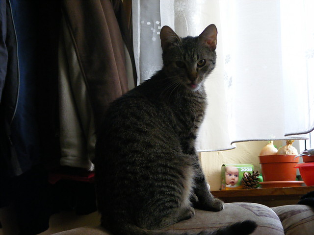Luu