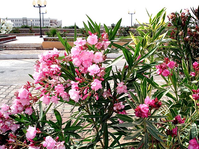 Flowers.