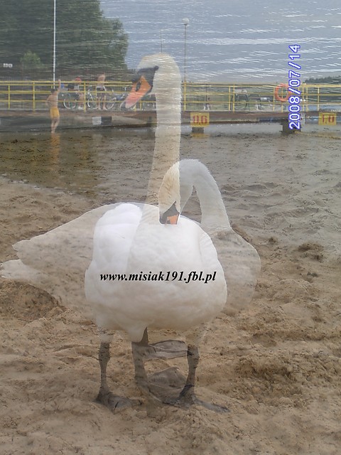 abdek;p
