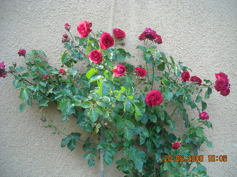 kjhkh