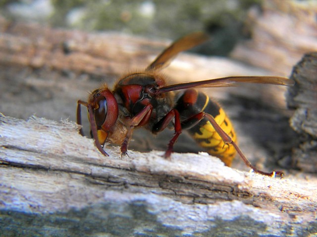 Szersze