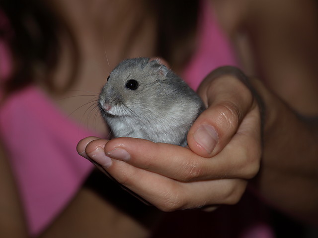 CHOM - CHOM
