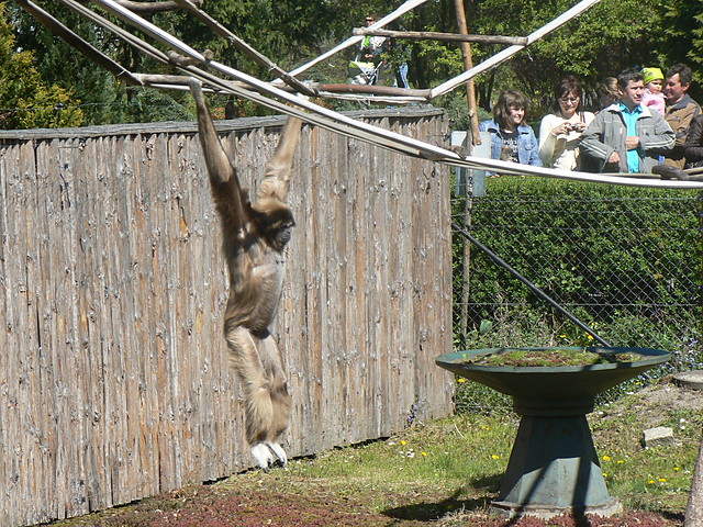 mieszkanka zamojskiego ZOO