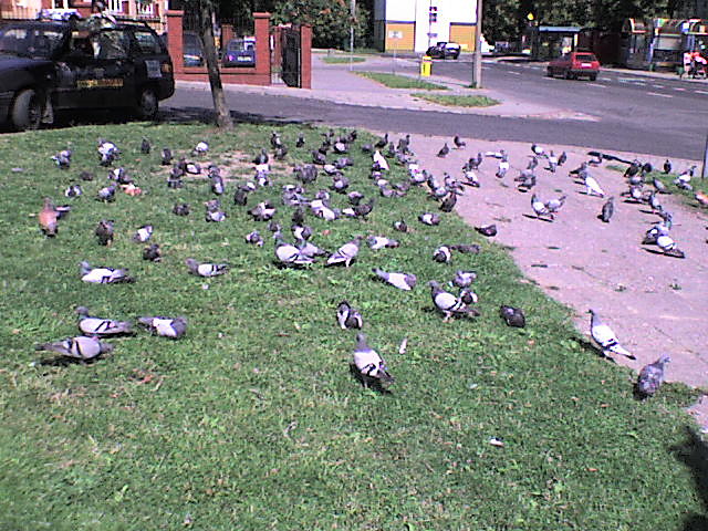 ...gobki...