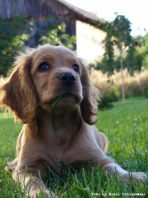 My Dog