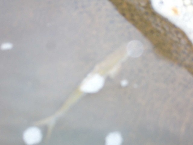 Rybka