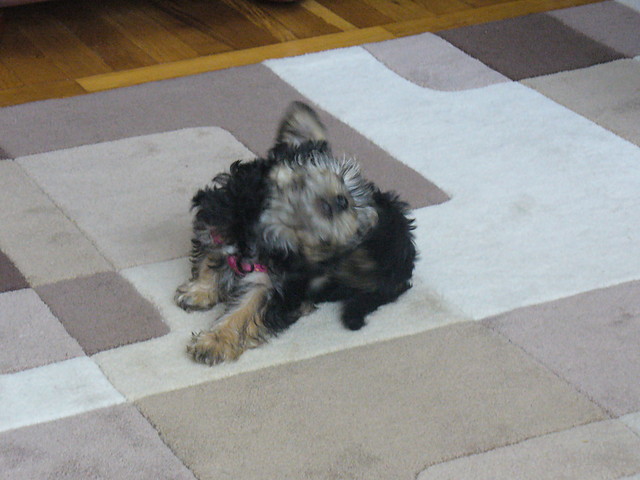 Wyginam miao ciao ....