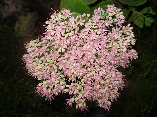 Kwiatuszki w czeni