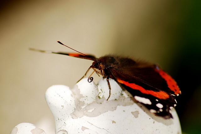 Motyl 1