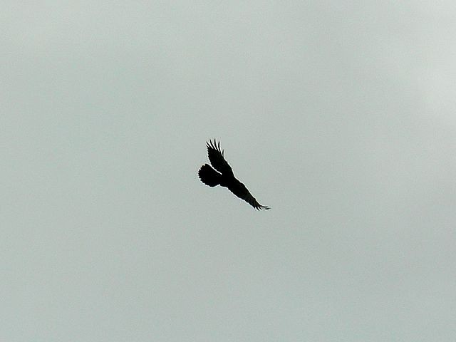 Corvus corax part II