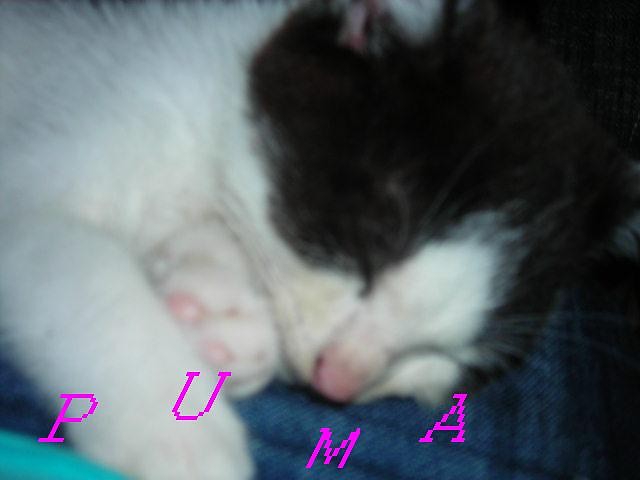 Puma