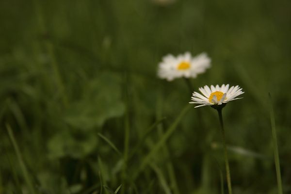 Stokrotki