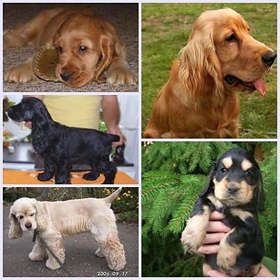 Cocker Spaniel moim pupilem :)