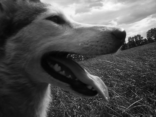a long long tongue.
