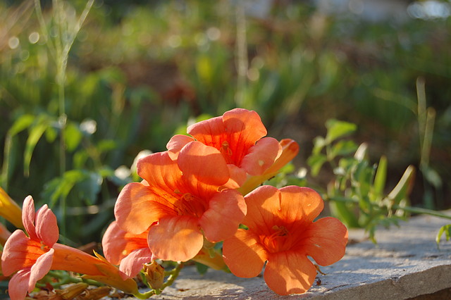 Flowers.