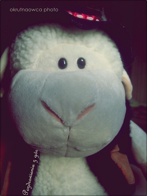 owieca.