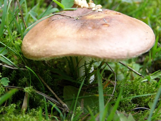 Gzybecek