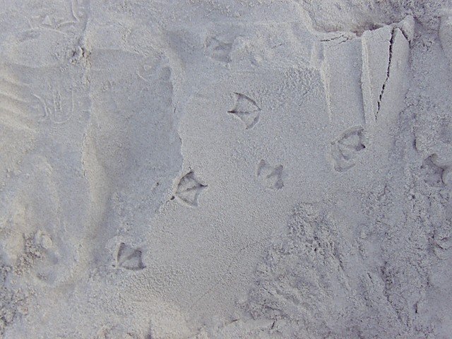 Jastarnia 2008