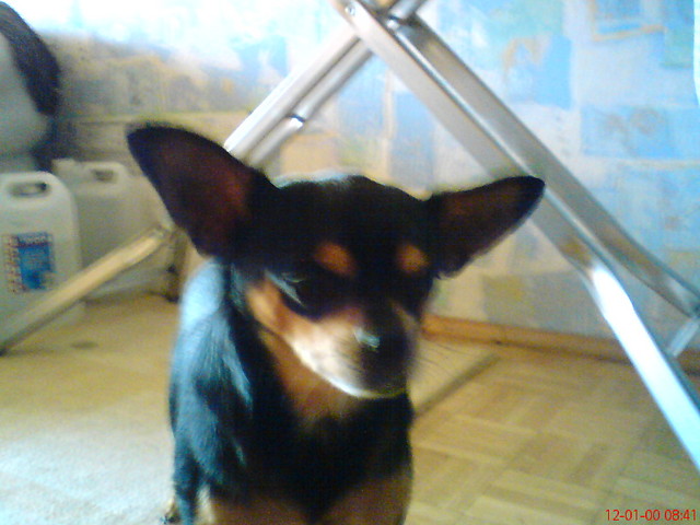 Brutus My dog xd