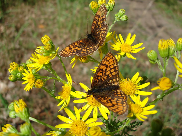 Motyl.