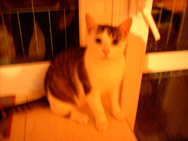 Mewww