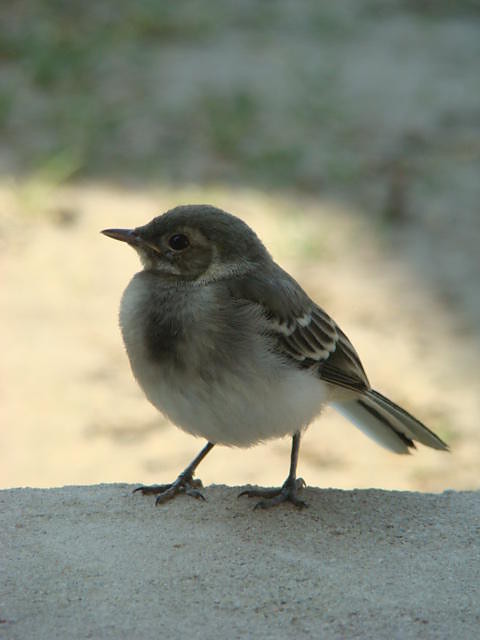 Wrbelek