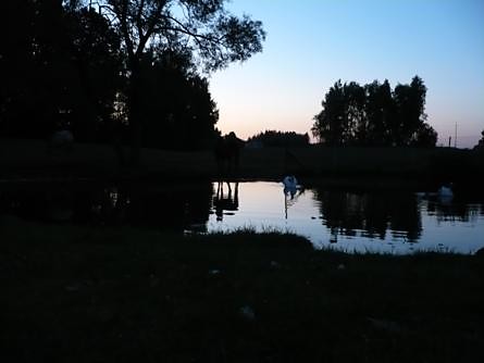 dzieo 