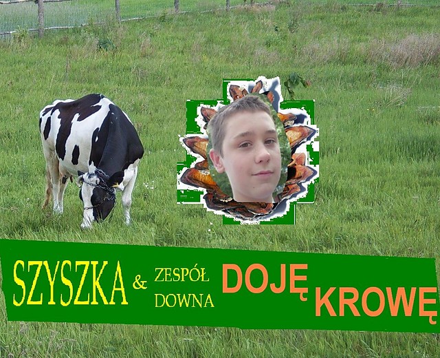okladka Doje Krowe
