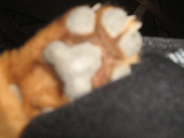 Hau