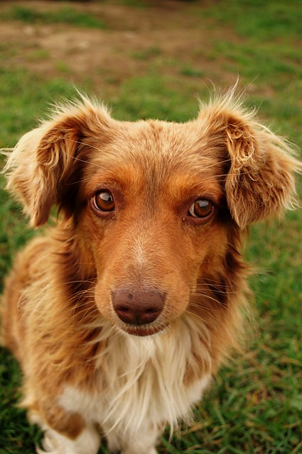 Rudy