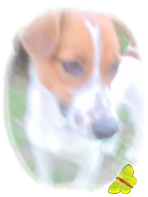Maksio