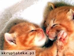 kotki !!!!!!
