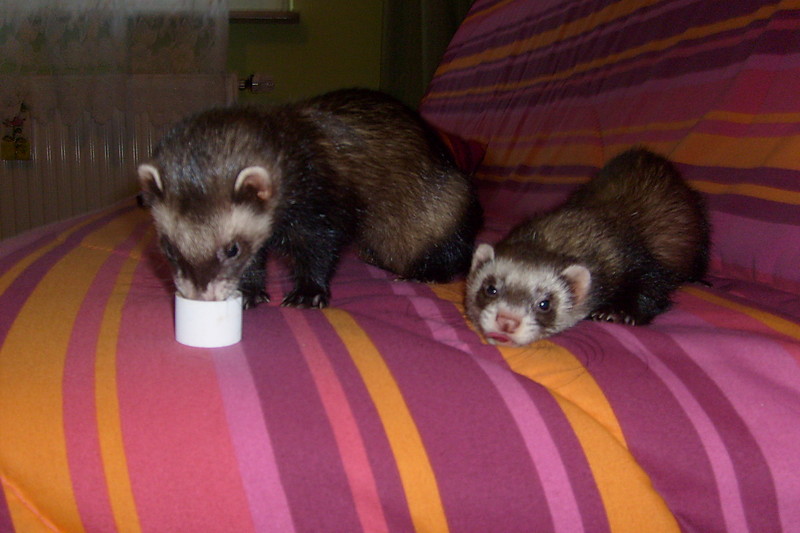 Geisha & Zuza