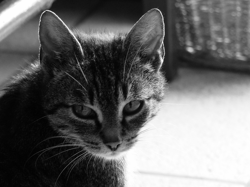Kicia 2