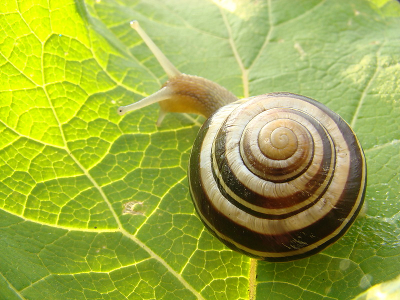 limaczek