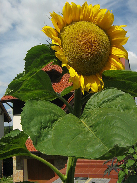 adziabadzia