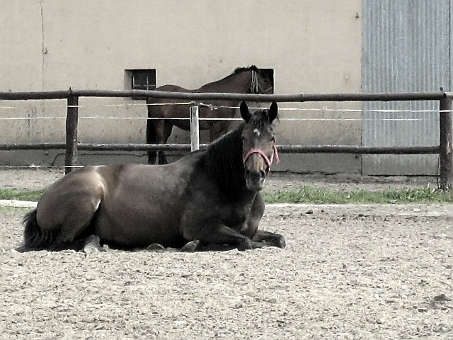 Leniuszek