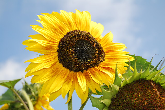 Helianthus