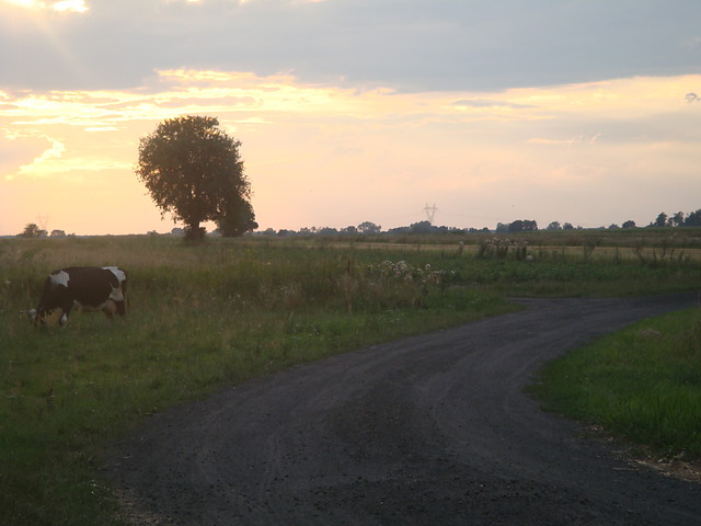 miedniewice;d