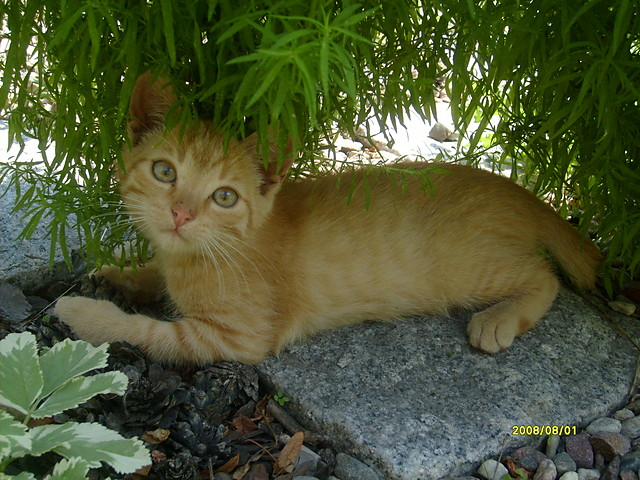 Mj kiciu