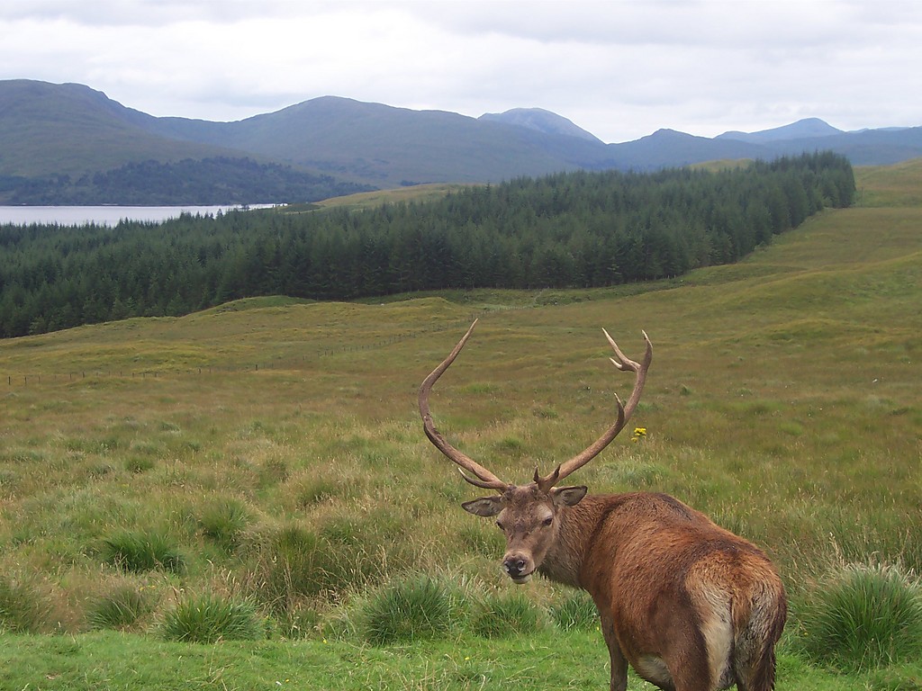 Deer in Scotland