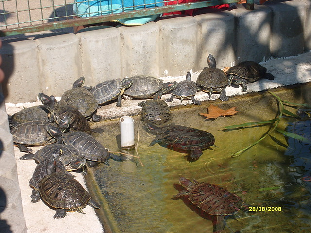 Turtle$$