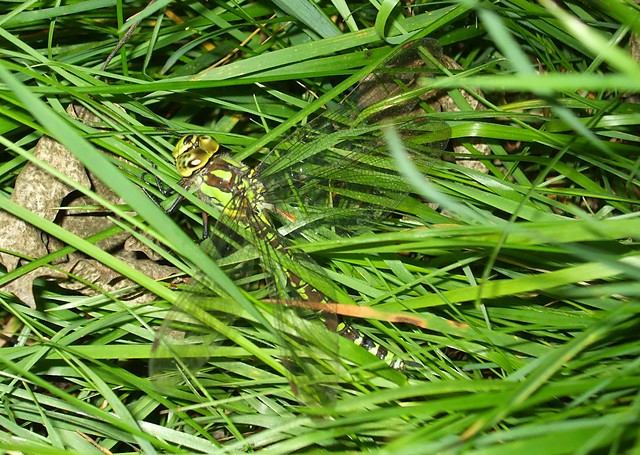 Anax imperator