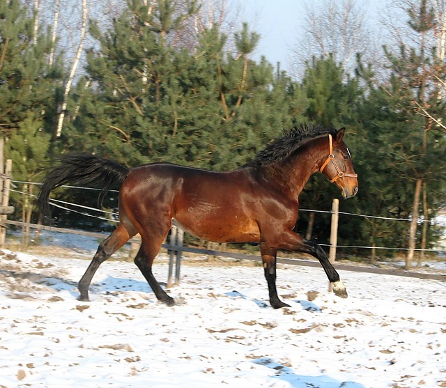 Koniki
