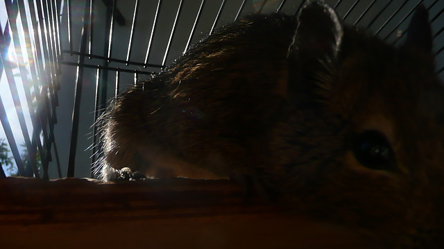 Moja KISIA:*