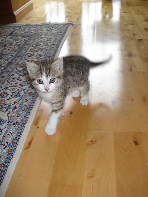 Dexter ^__^:*