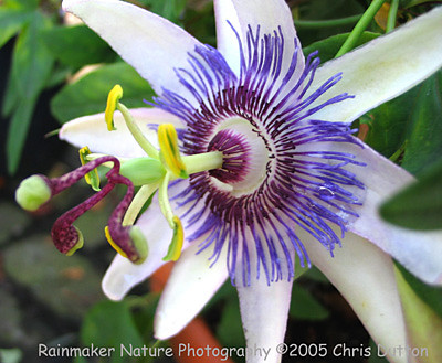 Passiflora ;D