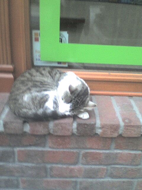 Like a cat , tight to a stick...